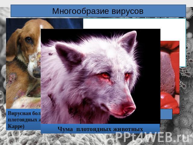Многообразие вирусовВирусная болезнь плотоядных животных (болезнь Карре)Чума плотоядных животных