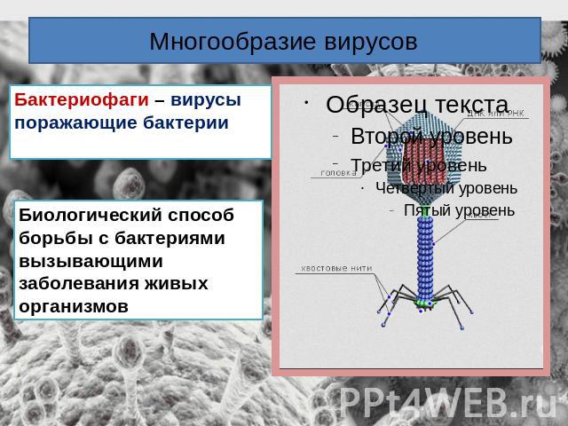 Многообразие вирусов Бактериофаги – вирусы поражающие бактерииБиологический способ борьбы с бактериями вызывающими заболевания живых организмов
