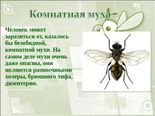 Комнатная муха Человек может заразиться от, казалось бы безобидной, комнатной му