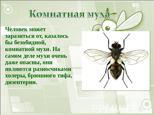 Комнатная муха Человек может заразиться от, казалось бы безобидной, комнатной мухи. На самом деле мухи очень даже опасны, они являются разносчиками холеры, брюшного тифа, дизентерии.