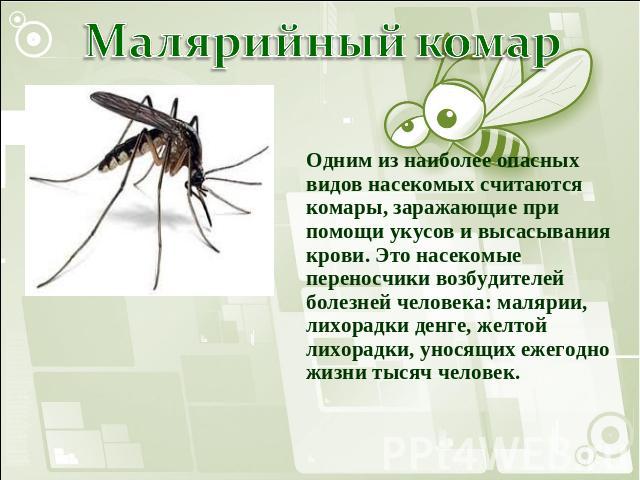 Малярийный комар Одним из наиболее опасных видов насекомых считаются комары, заражающие при помощи укусов и высасывания крови. Это насекомые переносчики возбудителей болезней человека: малярии, лихорадки денге, желтой лихорадки, уносящих ежегодно жи…