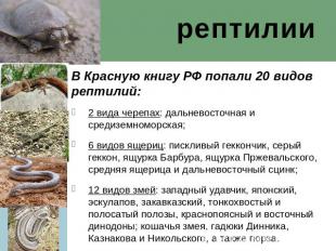 рептилии В Красную книгу РФ попали 20 видов рептилий:2 вида черепах: дальневосто