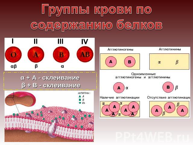 Группы крови по содержанию белков