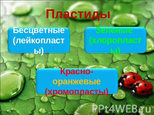 Пластиды Бесцветные(лейкопласты)Зеленые (хлоропласты)Красно-оранжевые(хромопласты)