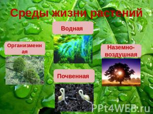 Среды жизни растений Водная ОрганизменнаяНаземно-воздушнаяПочвенная