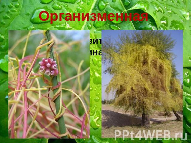Организменная Растение-паразит зависит от растения-хозяина