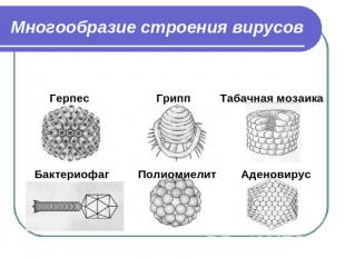 Многообразие строения вирусов ГерпесГриппТабачная мозаикаБактериофагПолиомиелитА