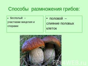 Способы размножения грибов: бесполый  – участками мицелия и спорами половой  –сл