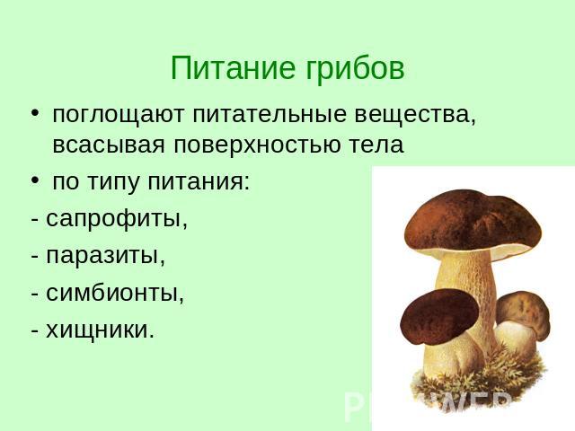 Питание грибов поглощают питательные вещества, всасывая поверхностью тела по типу питания:- сапрофиты, - паразиты, - симбионты, - хищники.