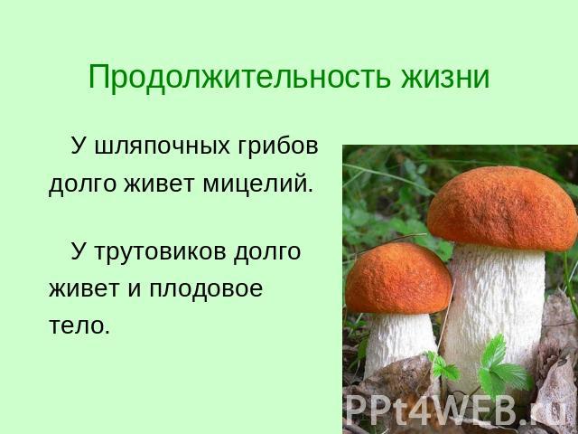 Продолжительность жизни У шляпочных грибов долго живет мицелий.У трутовиков долго живет и плодовое тело.