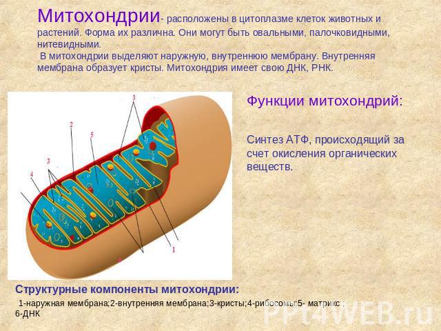 Митохондрии- расположены в цитоплазме клеток животных и растений. Форма их различна. Они могут быть овальными, палочковидными, нитевидными. В митохондрии выделяют наружную, внутреннюю мембрану. Внутренняя мембрана образует кристы. Митохондрия имеет …