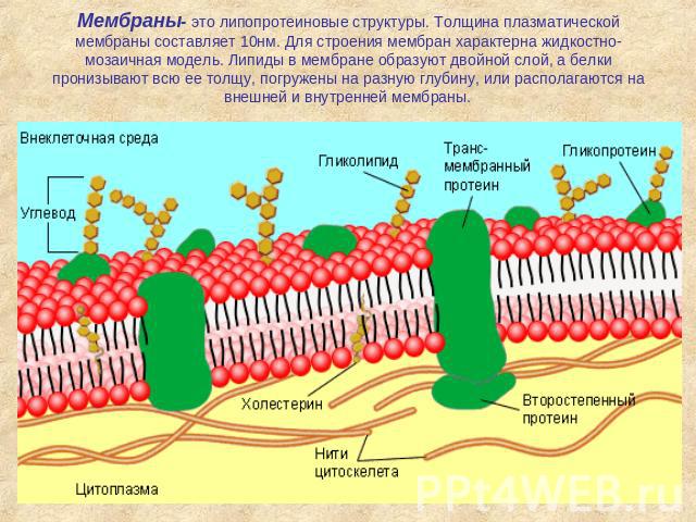 Мембраны- это липопротеиновые структуры. Толщина плазматической мембраны составляет 10нм. Для строения мембран характерна жидкостно-мозаичная модель. Липиды в мембране образуют двойной слой, а белки пронизывают всю ее толщу, погружены на разную глуб…