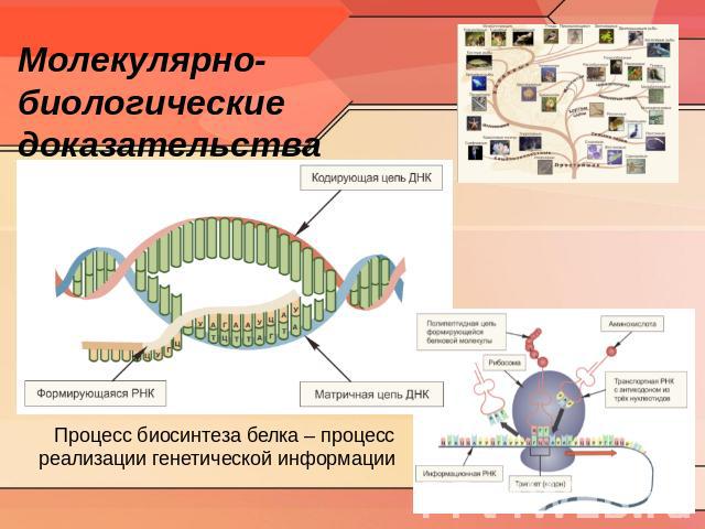 Молекулярно-биологические доказательства Процесс биосинтеза белка – процесс реализации генетической информации