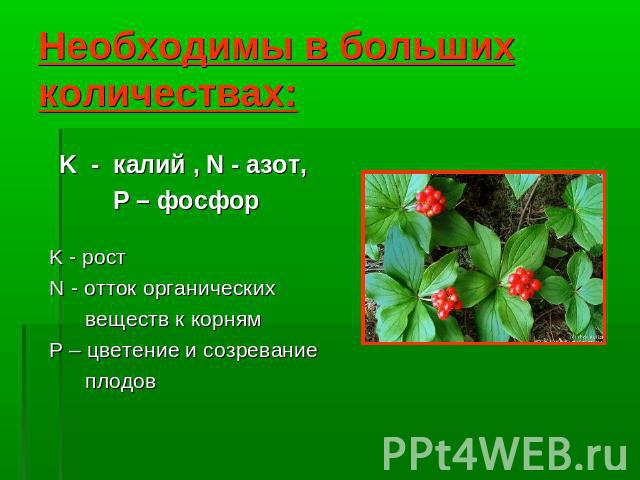 Необходимы в больших количествах: K - калий , N - азот, P – фосфорK - ростN - отток органических веществ к корнямP – цветение и созревание плодов