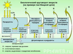 Биологический круговорот веществ(на примере пастбищной цепи)