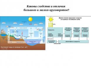 Каковы сходства и отличия большого и малого круговоротов?