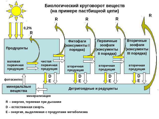 Биологический круговорот веществ(на примере пастбищной цепи)