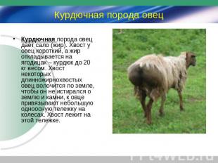 Курдючная порода овец Курдючная порода овец дает сало (жир). Хвост у овец коротк