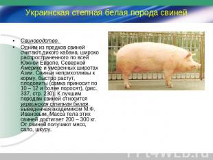 Украинская степная белая порода свиней Свиноводство. Одним из предков свиней счи