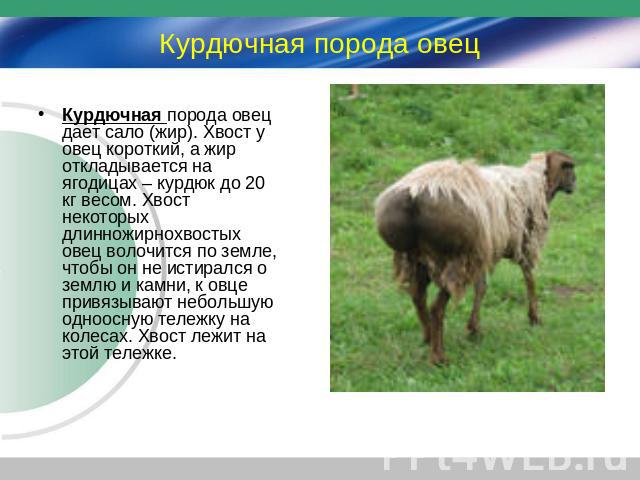 Курдючная порода овец Курдючная порода овец дает сало (жир). Хвост у овец короткий, а жир откладывается на ягодицах – курдюк до 20 кг весом. Хвост некоторых длинножирнохвостых овец волочится по земле, чтобы он не истирался о землю и камни, к овце пр…