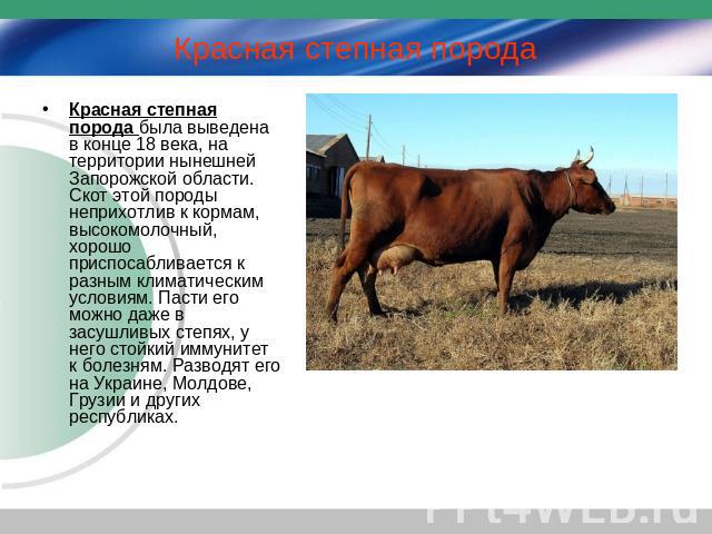 Красная степная порода Красная степная порода была выведена в конце 18 века, на территории нынешней Запорожской области. Скот этой породы неприхотлив к кормам, высокомолочный, хорошо приспосабливается к разным климатическим условиям. Пасти его можно…