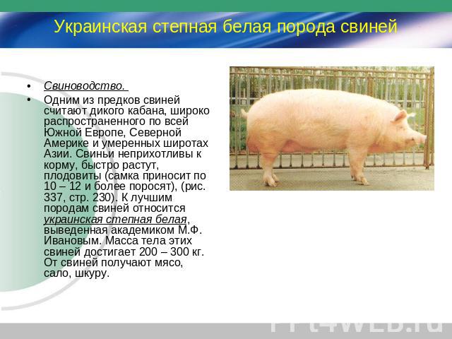 Украинская степная белая порода свиней Свиноводство. Одним из предков свиней считают дикого кабана, широко распространенного по всей Южной Европе, Северной Америке и умеренных широтах Азии. Свиньи неприхотливы к корму, быстро растут, плодовиты (самк…