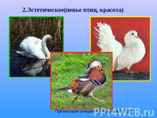 2.Эстетическое(пенье птиц, красота) Презентация учащихся Печерской МСОШ