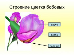 Строение цветка бобовых парусвеслалодочка