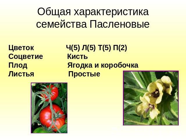 Общая характеристика семейства Пасленовые Цветок Ч(5) Л(5) Т(5) П(2)Соцветие КистьПлод Ягодка и коробочкаЛистья Простые