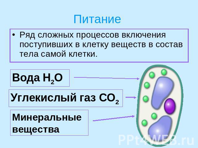 Питание Ряд сложных процессов включения поступивших в клетку веществ в состав тела самой клетки.Вода Н2ОУглекислый газ СО2Минеральные вещества