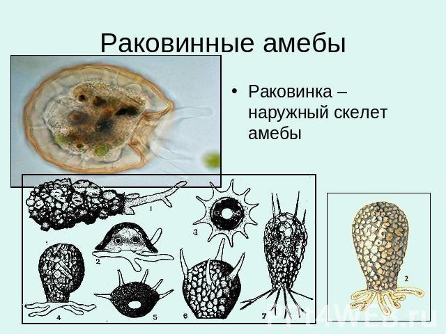 Раковинные амебы Раковинка – наружный скелет амебы