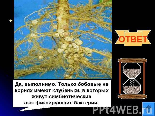 Да, выполнимо. Только бобовые на корнях имеют клубеньки, в которых живут симбиотические азотфиксирующие бактерии.