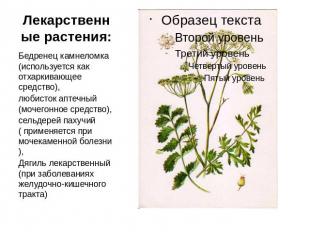Лекарственные растения: Бедренец камнеломка (используется как отхаркивающее сред