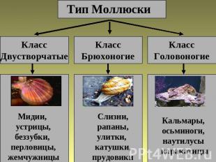 Тип МоллюскиКлассДвустворчатыеМидии, устрицы,беззубки, перловицы,жемчужницыКласс