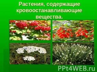 Растения, содержащие кровоостанавливающие вещества.