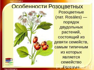 Особенности Розоцветных Розоцветные (лат. Rosáles) — порядок двудольных растений