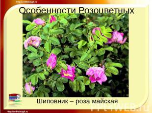 Особенности РозоцветныхШиповник – роза майская