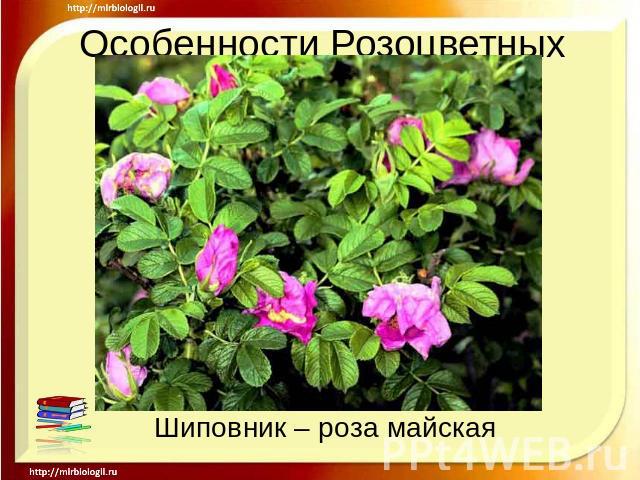 Особенности РозоцветныхШиповник – роза майская