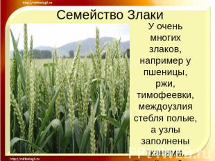 Семейство Злаки У очень многих злаков, например у пшеницы, ржи, тимофеевки, межд