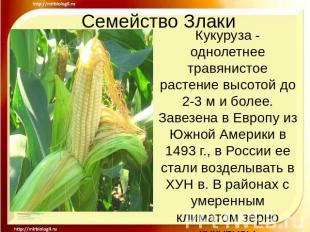 Семейство ЗлакиКукуруза - однолетнее травянистое растение высотой до 2-3 м и бол