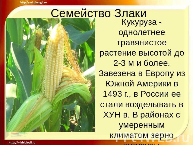 Семейство ЗлакиКукуруза - однолетнее травянистое растение высотой до 2-3 м и более. Завезена в Европу из Южной Америки в 1493 г., в России ее стали возделывать в ХУН в. В районах с умеренным климатом зерно кукурузы большинства сортов часто не вызрев…
