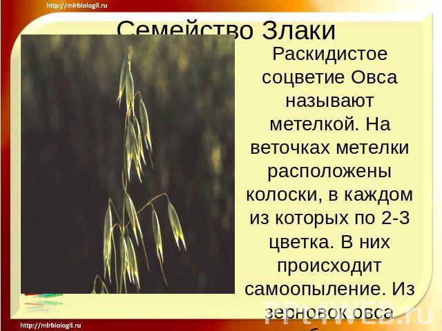 Семейство Злаки Раскидистое соцветие Овса называют метелкой. На веточках метелки расположены колоски, в каждом из которых по 2-3 цветка. В них происходит самоопыление. Из зерновок овса вырабатывают толокно, овсяную крупу, геркулес и другие продукты;…