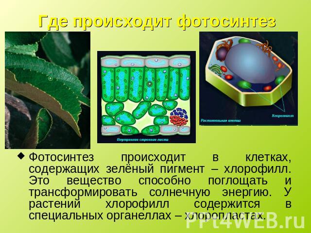 Где происходит фотосинтез Фотосинтез происходит в клетках, содержащих зелёный пигмент – хлорофилл. Это вещество способно поглощать и трансформировать солнечную энергию. У растений хлорофилл содержится в специальных органеллах – хлоропластах.