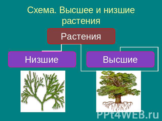 Схема. Высшее и низшие растения