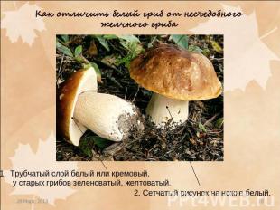Как отличить белый гриб от несъедобного желчного гриба Трубчатый слой белый или