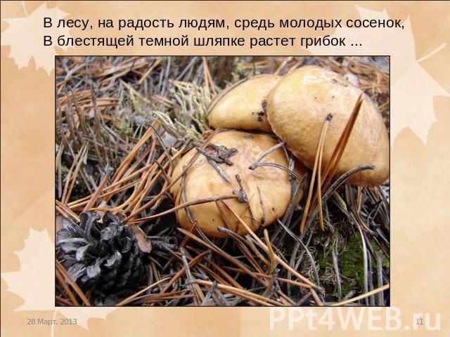 В лесу, на радость людям, средь молодых сосенок,В блестящей темной шляпке растет грибок ...