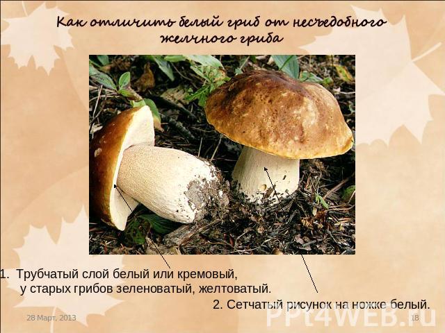 Как отличить белый гриб от несъедобного желчного гриба Трубчатый слой белый или кремовый, у старых грибов зеленоватый, желтоватый.2. Сетчатый рисунок на ножке белый.