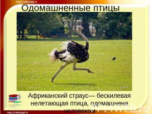 Одомашненные птицы Африканский страус— бескилевая нелетающая птица, одомашнена ч