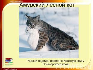 Амурский лесной кот Редкий подвид, внесён в Красную книгу Приморского края