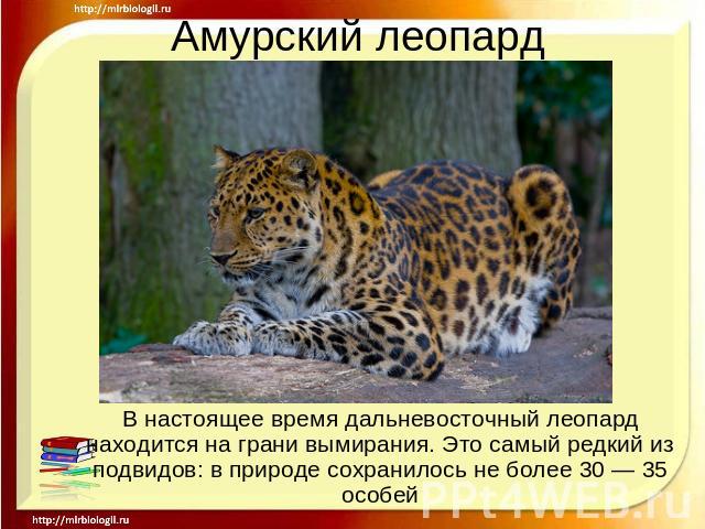 Амурский леопард В настоящее время дальневосточный леопард находится на грани вымирания. Это самый редкий из подвидов: в природе сохранилось не более 30 — 35 особей